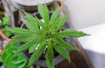 Marihuana-Plantage in Liezen ausgehoben