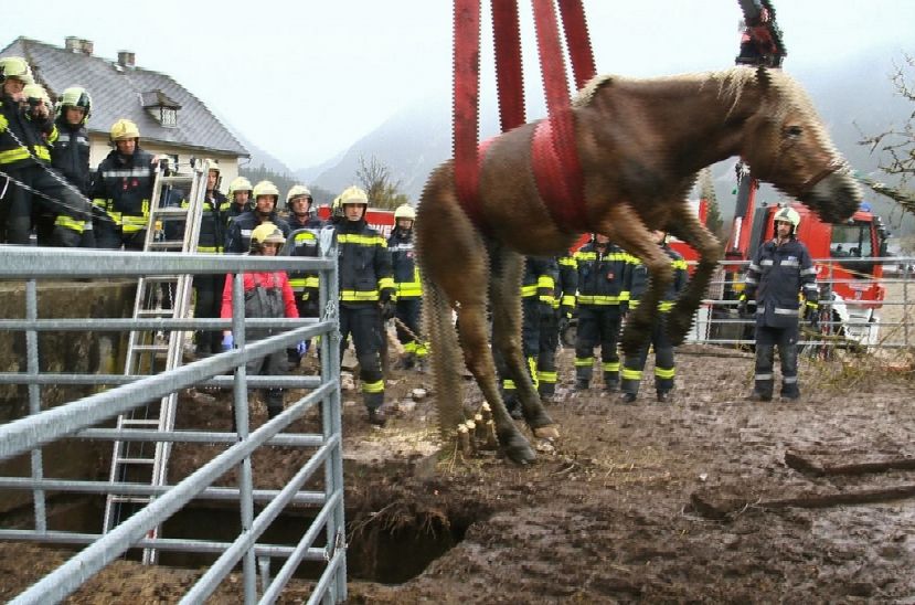 Pferd aus Jauchengrube gerettet