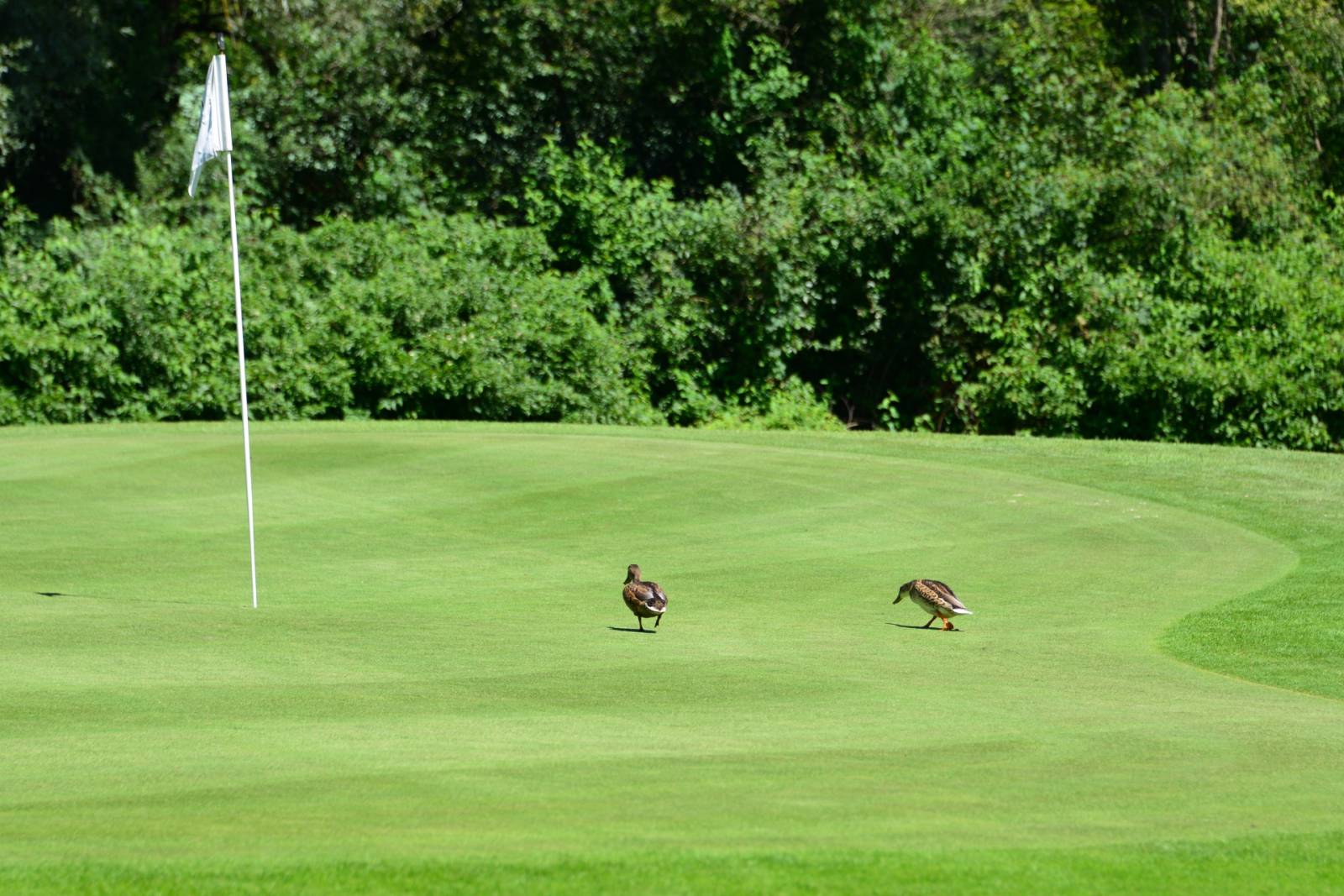 Charly's 60er Golfturnier 2025_22