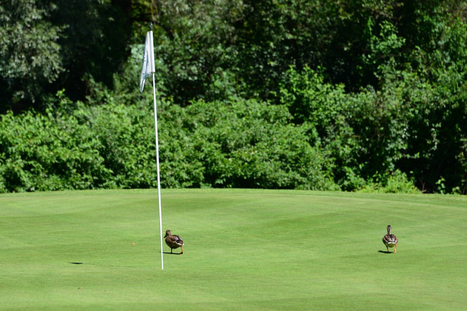 Charly's 60er Golfturnier 2025_97