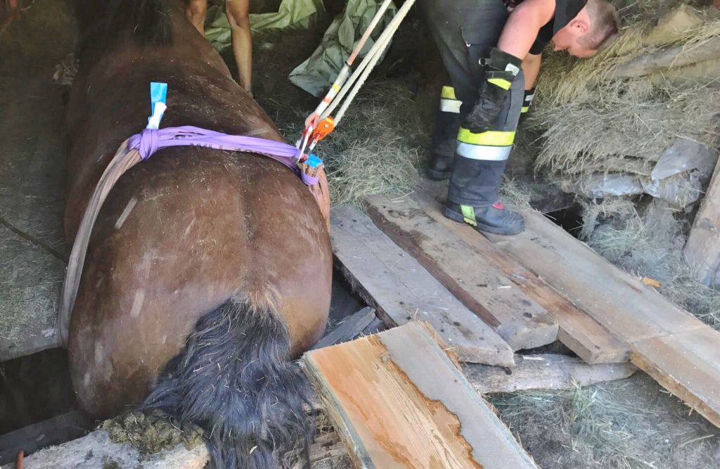 Aufwendige Tierrettung in Oppenberg