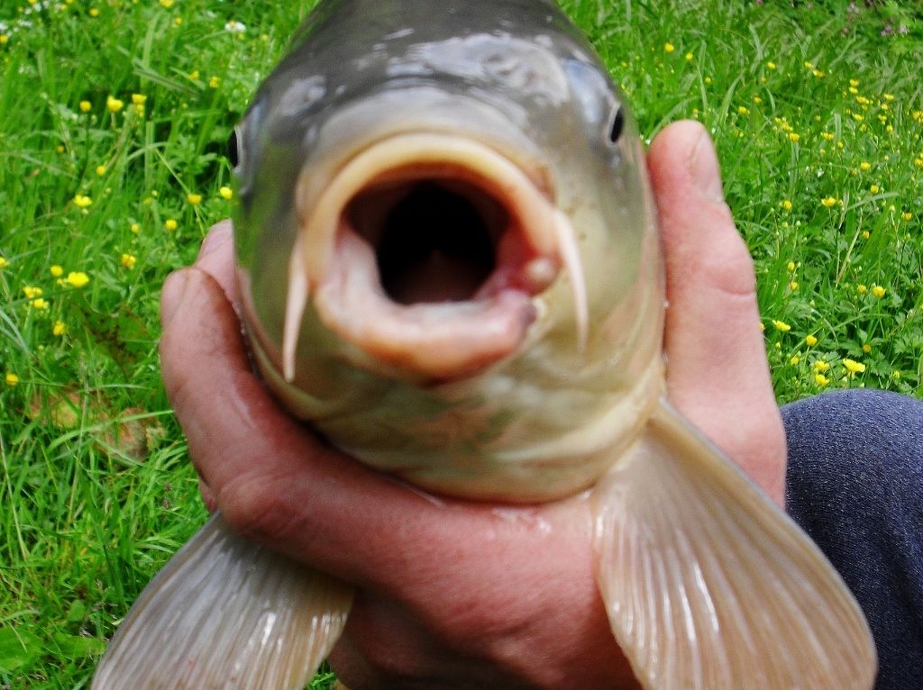 Unbekannte stahlen Fische.