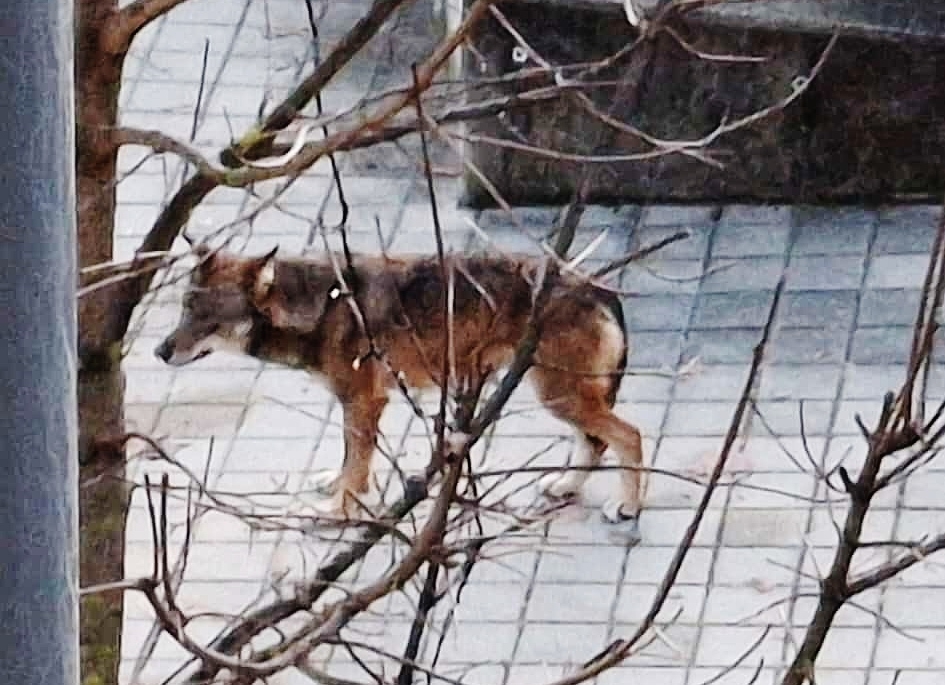 Wolf in Wohngebieten von Judenburg