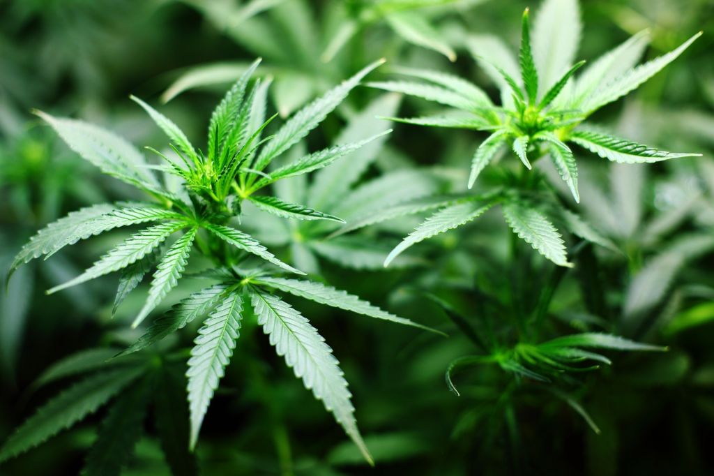 Drogendealer in Selzthal verhaftet