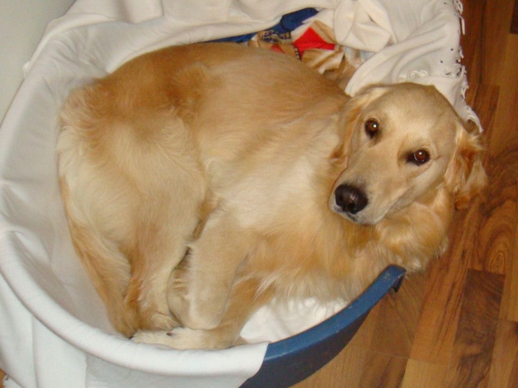 Golden Retriever sucht Herrchen!