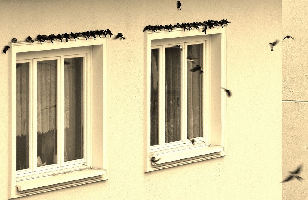 Wenn sich die Schwalben.......