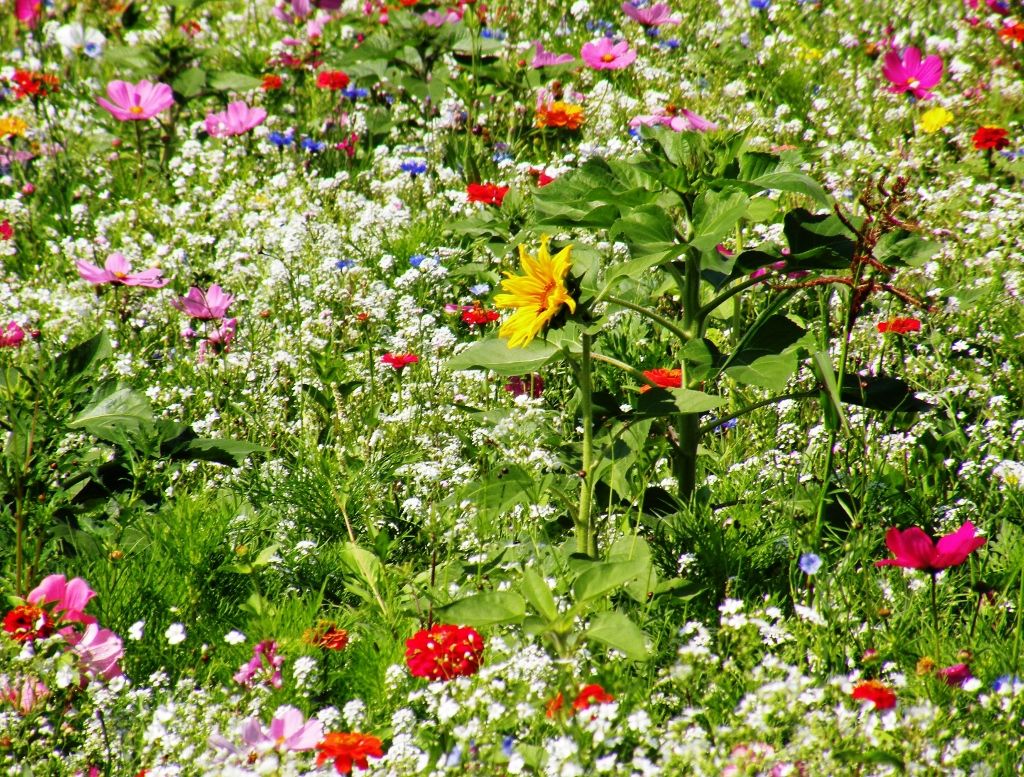 Vielen Dank für die Blumen