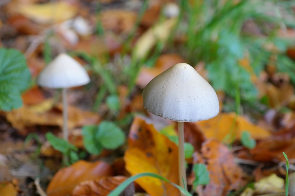 Die Polizei wurde beim „Schwammerlsuchen“ fündig