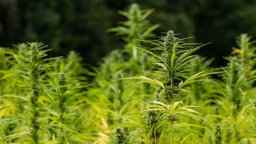Cannabisplantage in Gasthaus sichergestellt