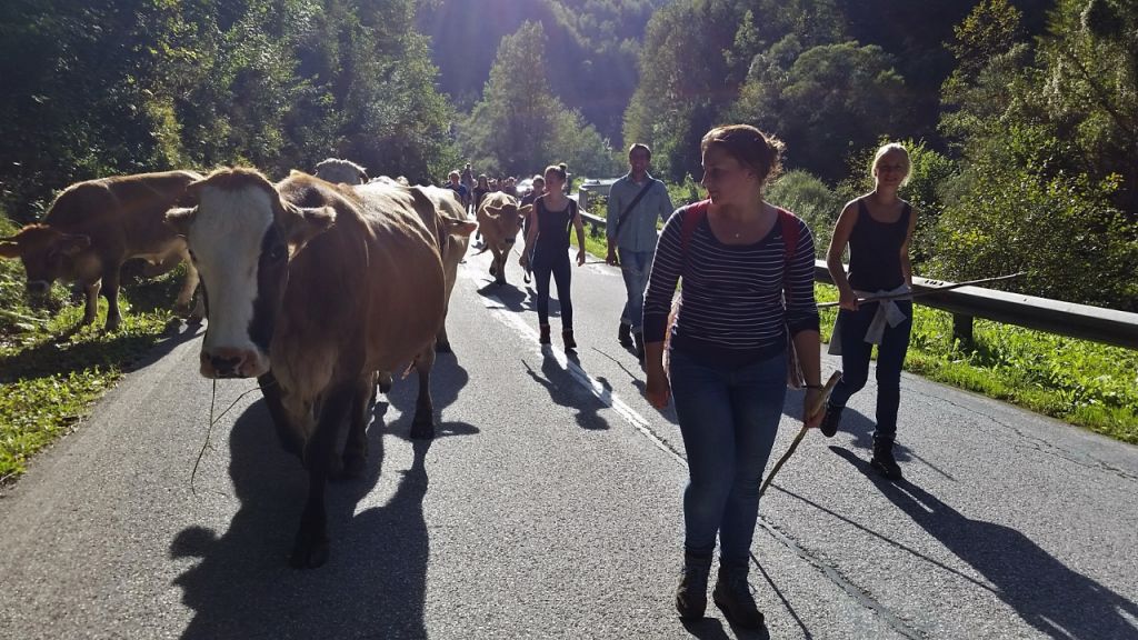 Großer Almabtrieb von der Laussabaueralm