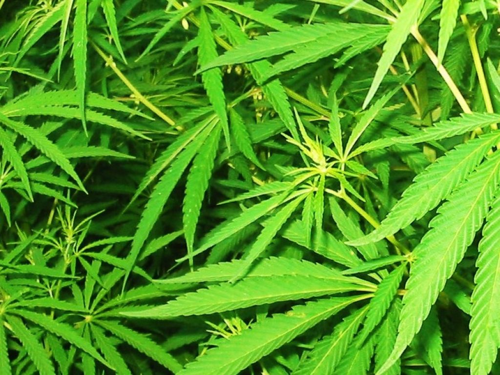 Vier Drogendealer ausgeforscht
