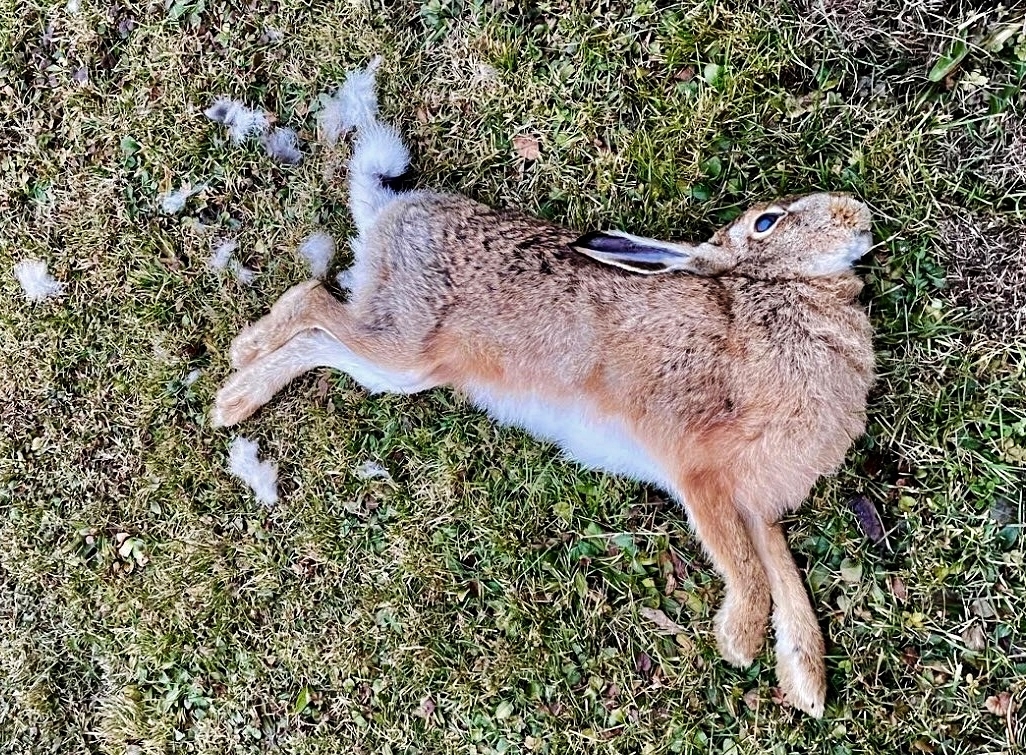 Alarmierende Entdeckung in der Steiermark