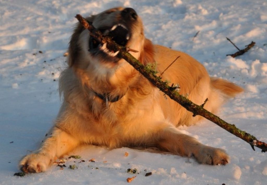 Raufende Hunde verletzten Herrln