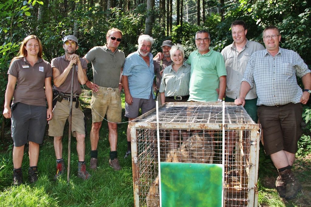 Wolf Fritzi ist zurück am Wilden Berg
