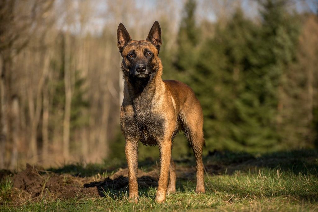 Tierischer Helfer wird gesucht!