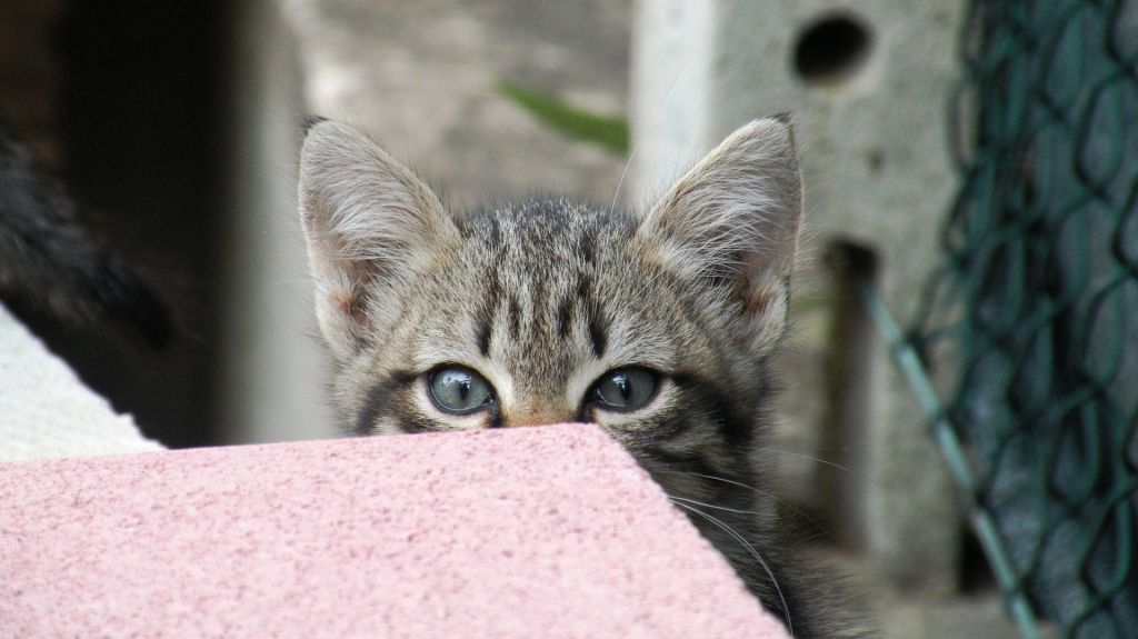 Katzen zu Tode gequält und dabei gefilmt