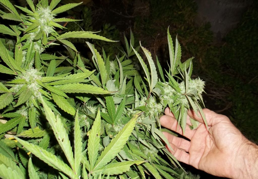 41 Marihuana Pflanzen sichergestellt