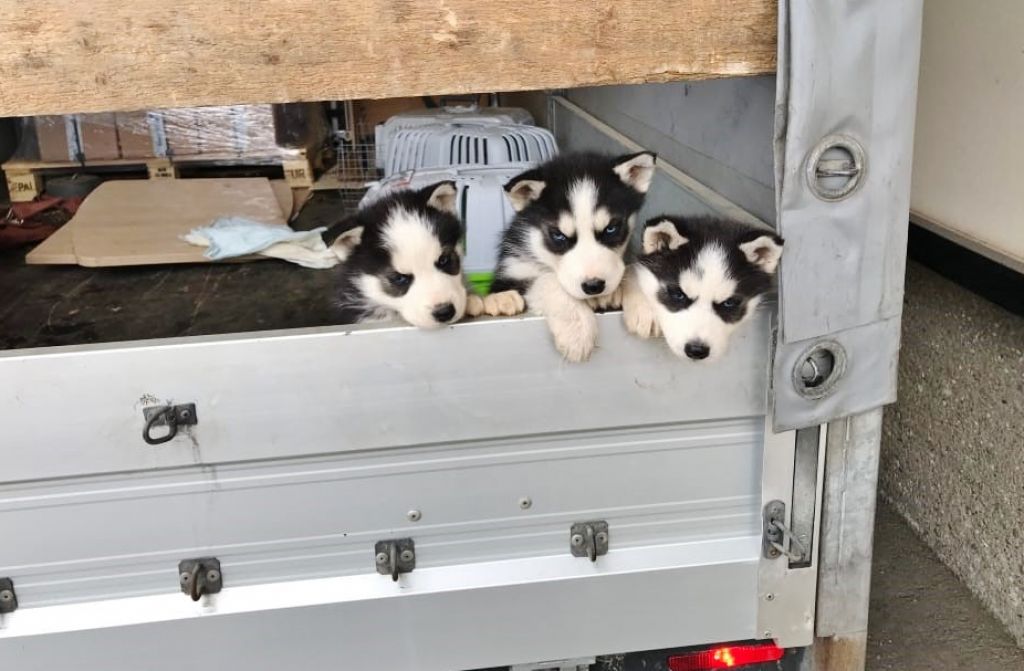 Polizisten nahmen Hundewelpen ab