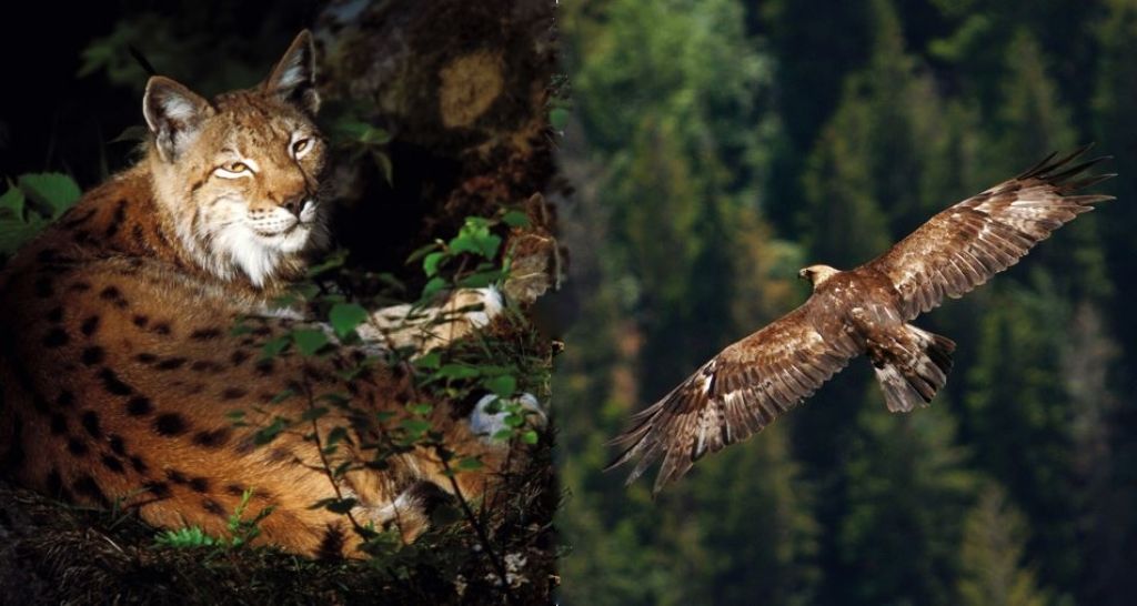 Was gibt es Neues im Nationalpark Gesäuse?