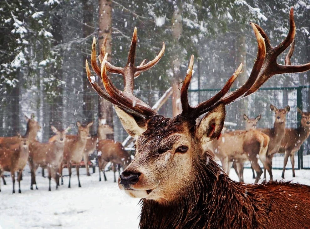 Ein Wintermärchen in Irdning-Donnersbachtal