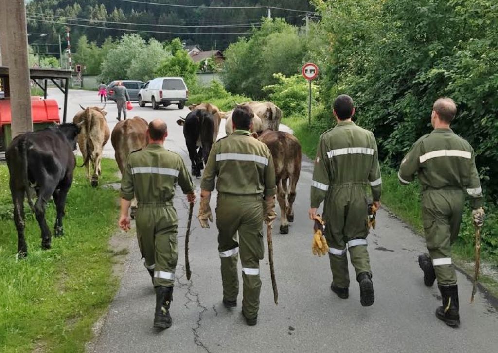 Tierrettung der Feuerwehr in Selzthal