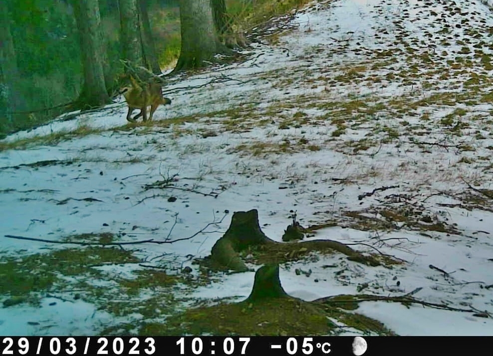 Wolfspräsenz steigt auch in der Steiermark