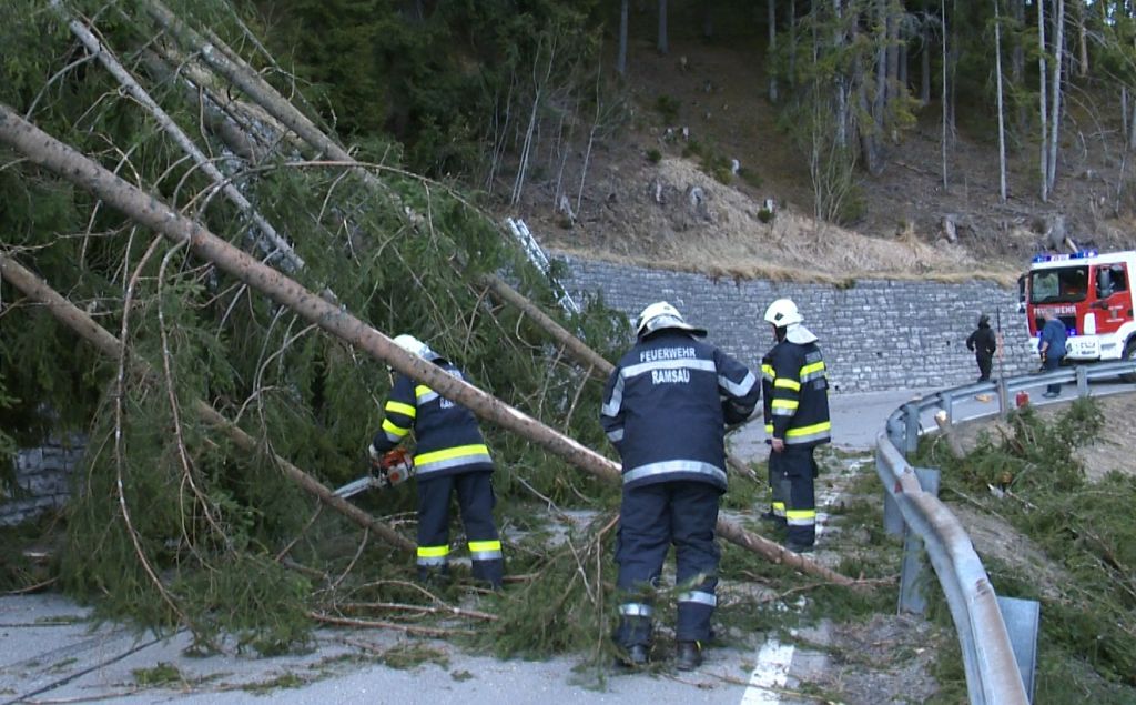 Bäume über L-711 Landstraße