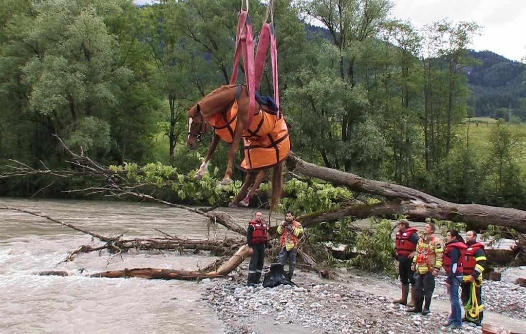Pferd mit Kran aus Enns gerettet