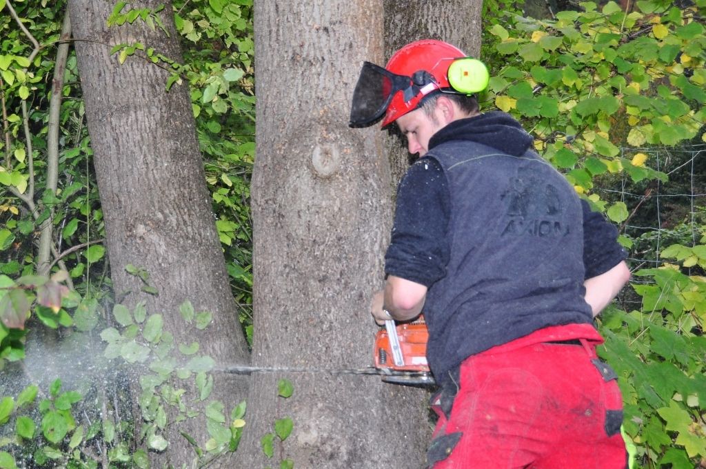 Forstarbeiter von Baum getroffen