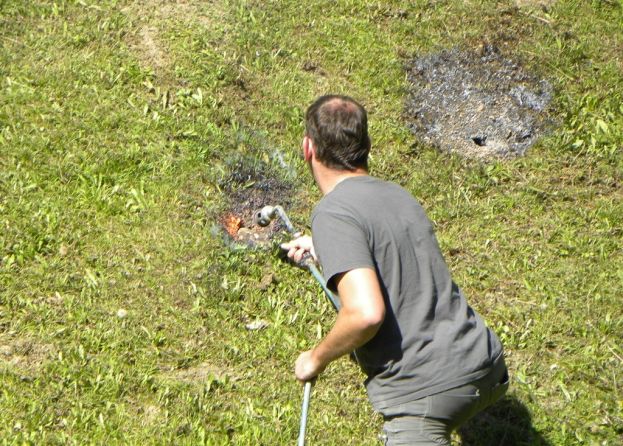 Wespenplage im Bezirk Liezen