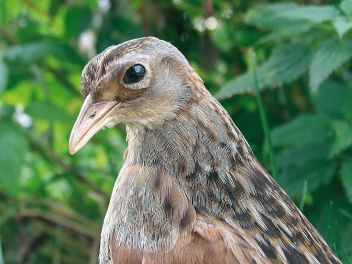 Ein Vogel lässt Politiker zittern