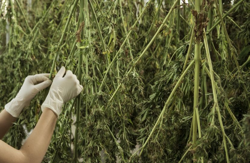 Liezener verkaufte 4 Kg Cannabis