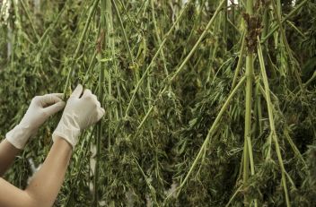 Liezener verkaufte 4 Kg Cannabis