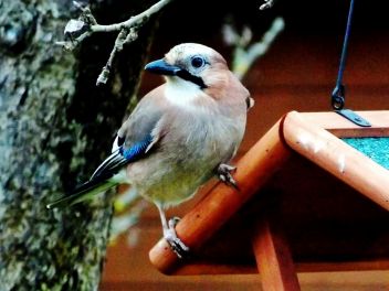 Tiere aus nächster Nähe beobachten