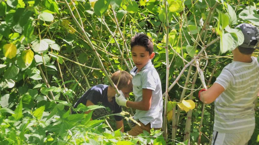Invasive Pflanzenarten und ihre Auswirkungen