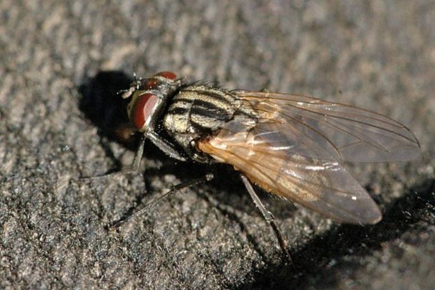 Musca domestica female