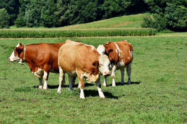Aggressive Ochsen mussten getötet werden