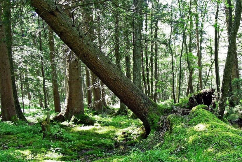 Tödlicher Forstunfall am Tauern