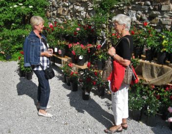 (Dorn)Röschen auf Schloss Großsölk