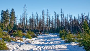 Klimakrise die Herausforderung für den Waldbau
