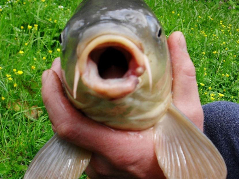 Unbekannte stahlen Fische.