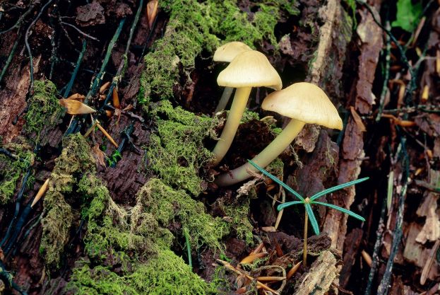 Kleine Waldstücke können gegen Entgelt unter Schutz gestellt werden