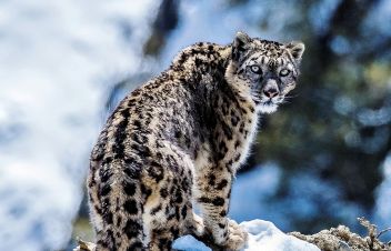 Schneeleopard