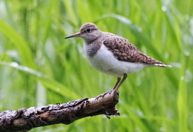 Seltener Brutvogel am Wildfluss