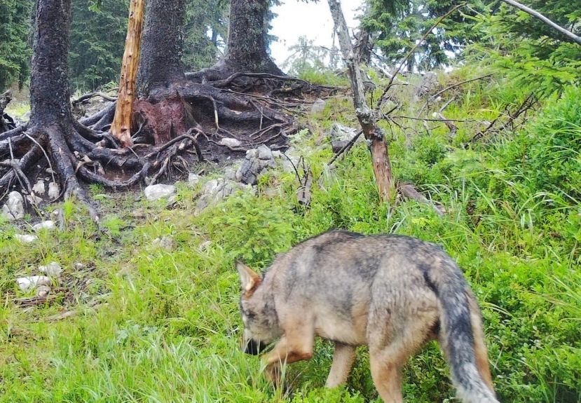 Flächendeckendes Monitoring der Jägerschaft
