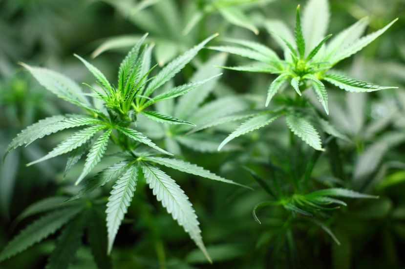 17 Cannabispflanzen gezüchtet