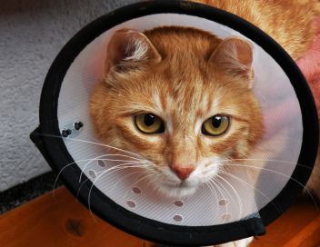 Das Große Glück der kleinen Katze