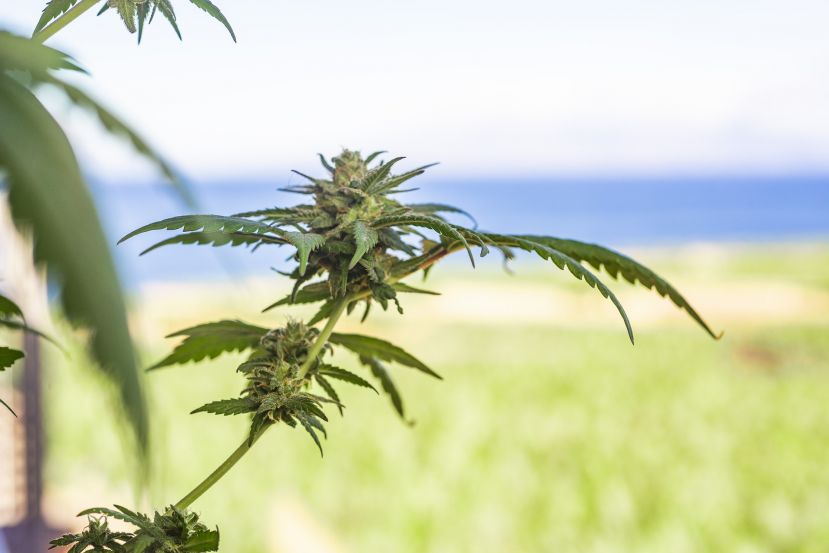 CBD-Blüten vs. CBD-Hasch