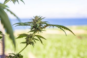 CBD-Blüten vs. CBD-Hasch