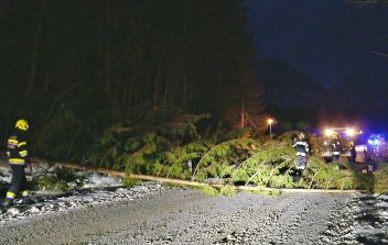 Umgestürzte Bäume am Mitterberg